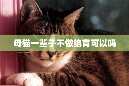 母貓一輩子不做絕育可以嗎