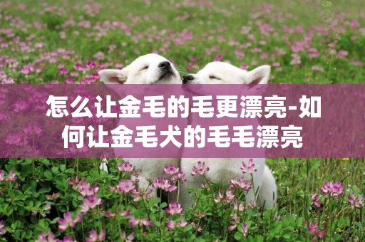 怎么讓金毛的毛更漂亮-如何讓金毛犬的毛毛漂亮