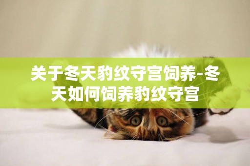 關于冬天豹紋守宮飼養-冬天如何飼養豹紋守宮