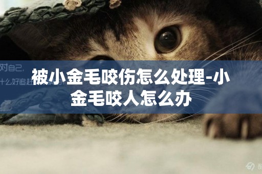 被小金毛咬傷怎么處理-小金毛咬人怎么辦