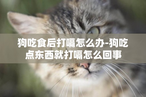 狗吃食后打嗝怎么辦-狗吃點東西就打嗝怎么回事