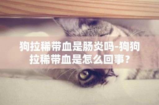狗拉稀帶血是腸炎嗎-狗狗拉稀帶血是怎么回事？
