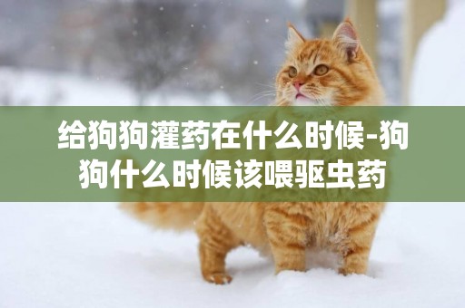 給狗狗灌藥在什么時候-狗狗什么時候該喂驅蟲藥