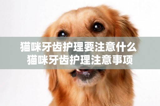貓咪牙齒護理要注意什么 貓咪牙齒護理注意事項