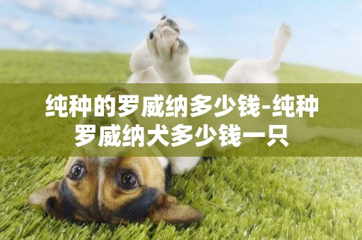 純種的羅威納多少錢-純種羅威納犬多少錢一只
