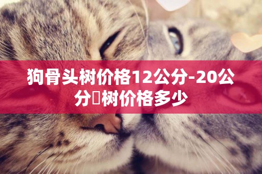 狗骨頭樹價格12公分-20公分?樹價格多少