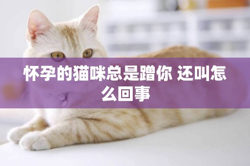懷孕的貓咪總是蹭你 還叫怎么回事