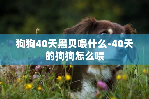 狗狗40天黑貝喂什么-40天的狗狗怎么喂