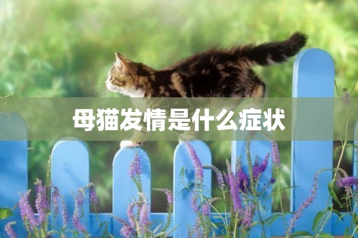 母貓發情是什么癥狀