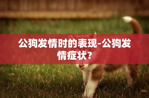 公狗發情時的表現-公狗發情癥狀？