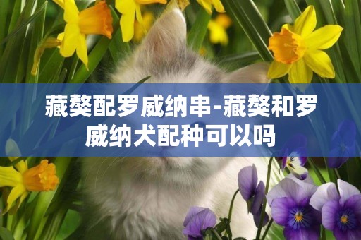 藏獒配羅威納串-藏獒和羅威納犬配種可以嗎