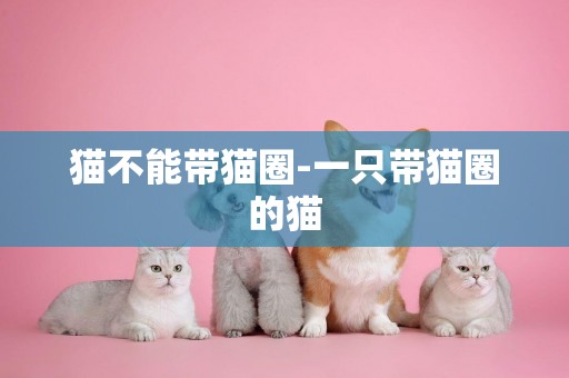 貓不能帶貓圈-一只帶貓圈的貓