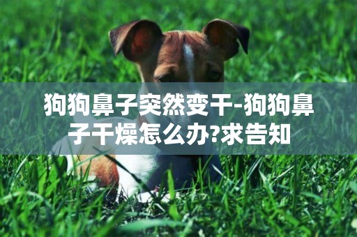 狗狗鼻子突然變干-狗狗鼻子干燥怎么辦?求告知