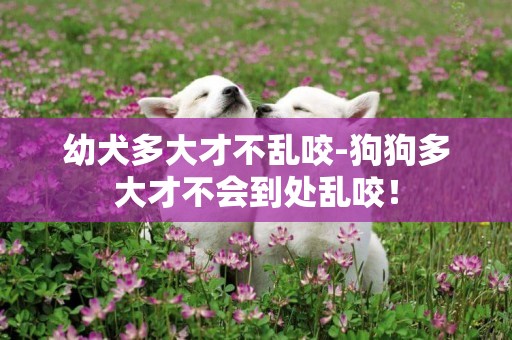 幼犬多大才不亂咬-狗狗多大才不會到處亂咬！