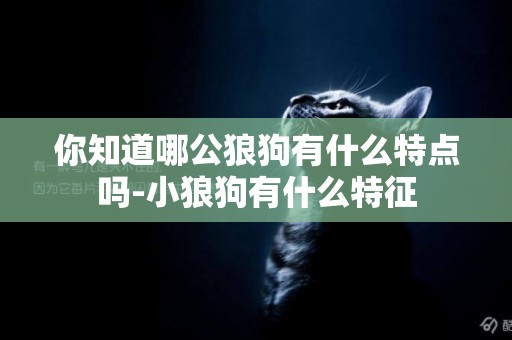 你知道哪公狼狗有什么特點嗎-小狼狗有什么特征