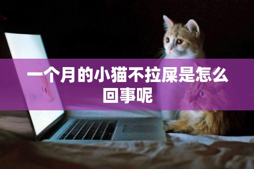 一個月的小貓不拉屎是怎么回事呢