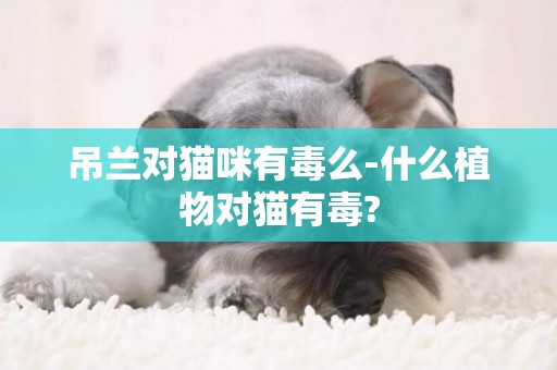 吊蘭對貓咪有毒么-什么植物對貓有毒?