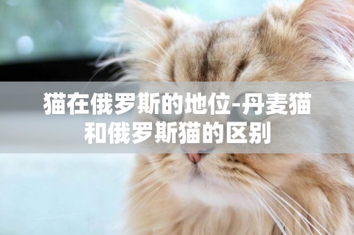 貓在俄羅斯的地位-丹麥貓和俄羅斯貓的區別