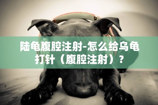 陸龜腹腔注射-怎么給烏龜打針（腹腔注射）？