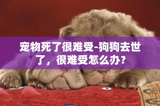寵物死了很難受-狗狗去世了，很難受怎么辦？