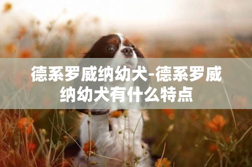 德系羅威納幼犬-德系羅威納幼犬有什么特點