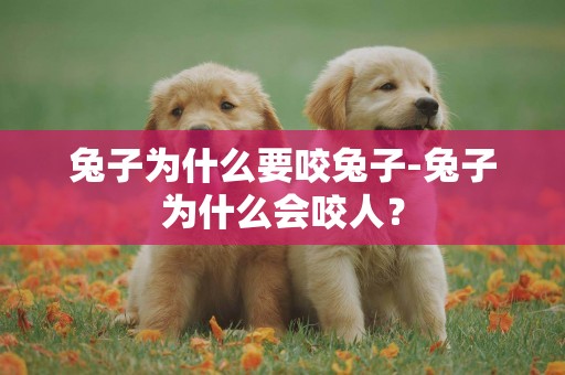 兔子為什么要咬兔子-兔子為什么會咬人？