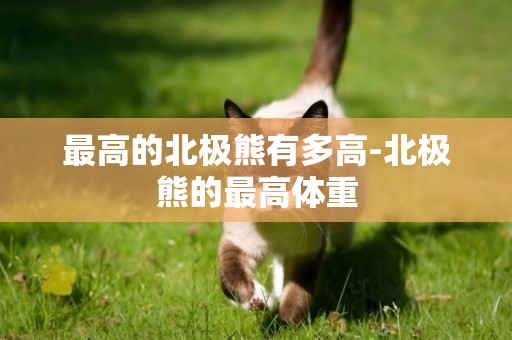 最高的北極熊有多高-北極熊的最高體重