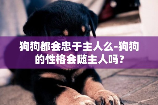 狗狗都會忠于主人么-狗狗的性格會隨主人嗎？