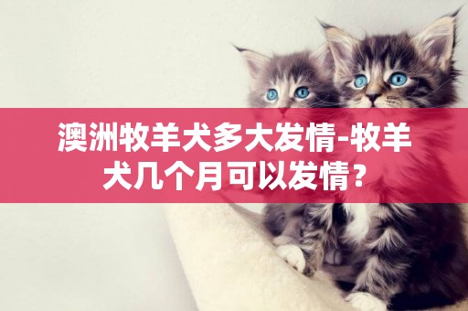 澳洲牧羊犬多大發情-牧羊犬幾個月可以發情？