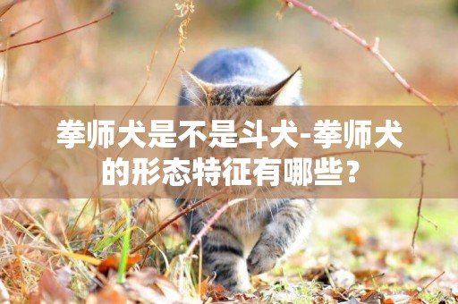 拳師犬是不是斗犬-拳師犬的形態特征有哪些？