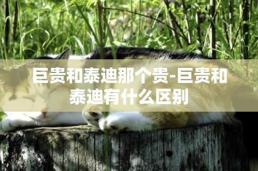 巨貴和泰迪那個貴-巨貴和泰迪有什么區別