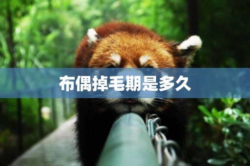 布偶掉毛期是多久