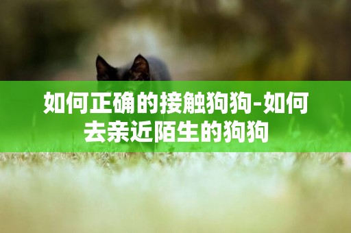 如何正確的接觸狗狗-如何去親近陌生的狗狗