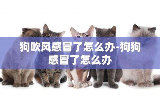 狗吹風感冒了怎么辦-狗狗感冒了怎么辦
