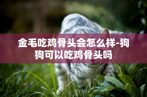 金毛吃雞骨頭會怎么樣-狗狗可以吃雞骨頭嗎