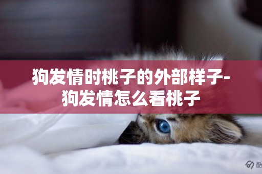 狗發情時桃子的外部樣子-狗發情怎么看桃子