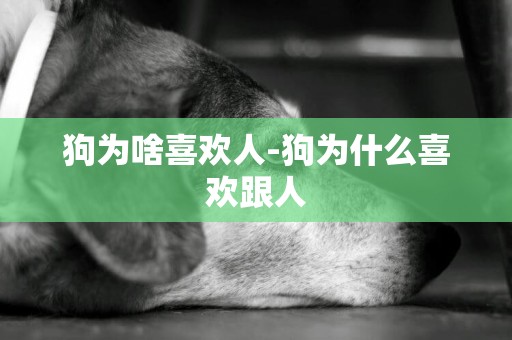 狗為啥喜歡人-狗為什么喜歡跟人