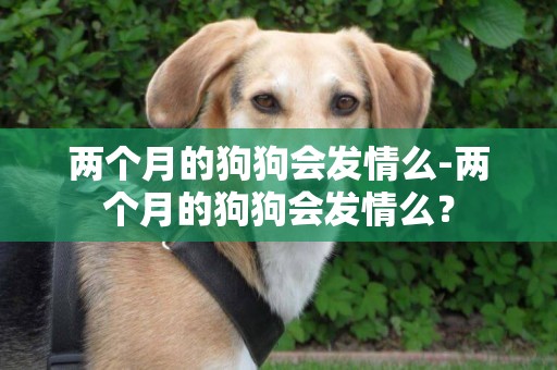 兩個月的狗狗會發情么-兩個月的狗狗會發情么？