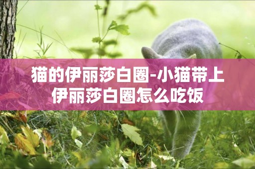 貓的伊麗莎白圈-小貓帶上伊麗莎白圈怎么吃飯