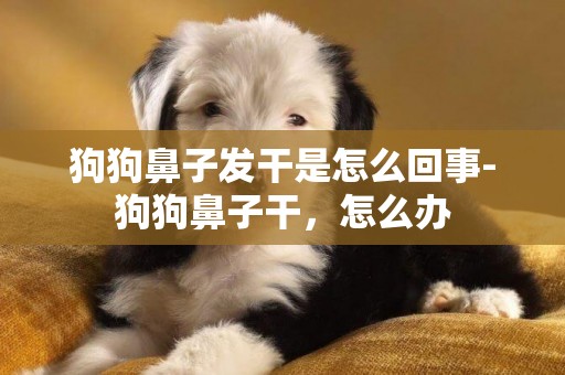 狗狗鼻子發干是怎么回事-狗狗鼻子干，怎么辦