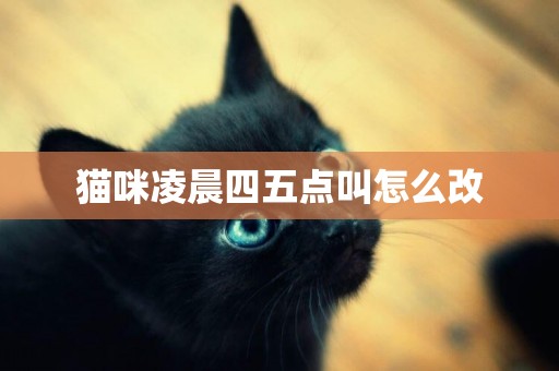 貓咪凌晨四五點叫怎么改
