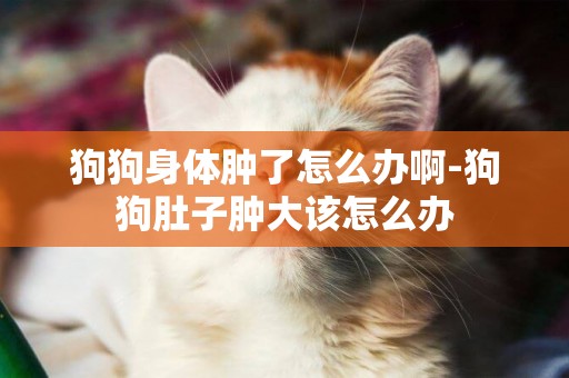 狗狗身體腫了怎么辦啊-狗狗肚子腫大該怎么辦