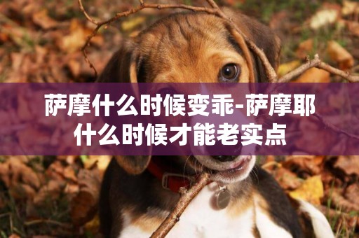 薩摩什么時候變乖-薩摩耶什么時候才能老實點