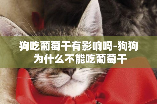 狗吃葡萄干有影響嗎-狗狗 為什么不能吃葡萄干