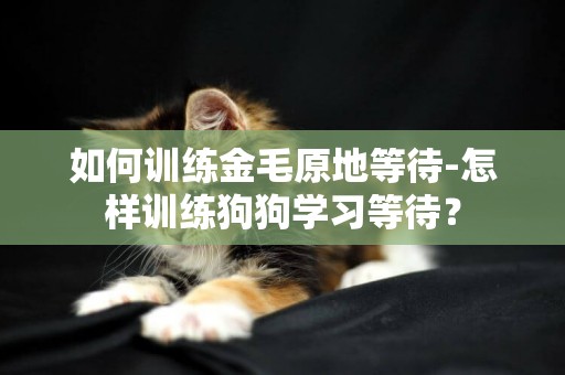 如何訓練金毛原地等待-怎樣訓練狗狗學習等待？