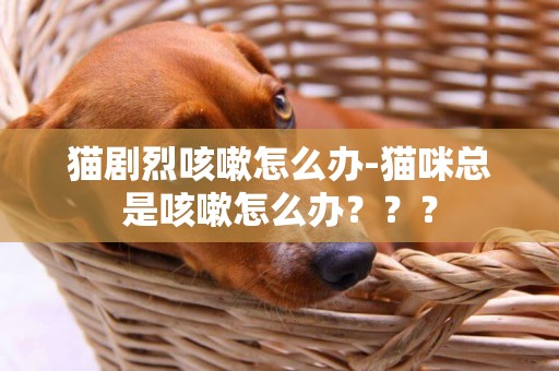 貓劇烈咳嗽怎么辦-貓咪總是咳嗽怎么辦？？？