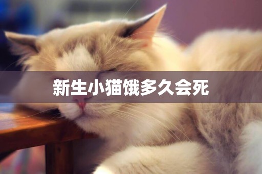 新生小貓餓多久會死