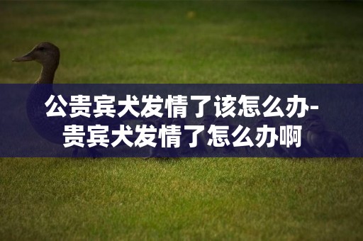 公貴賓犬發情了該怎么辦-貴賓犬發情了怎么辦啊