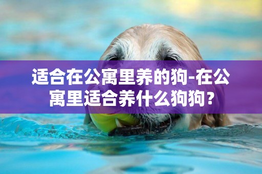 適合在公寓里養的狗-在公寓里適合養什么狗狗？