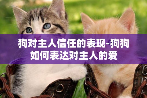 狗對主人信任的表現-狗狗如何表達對主人的愛